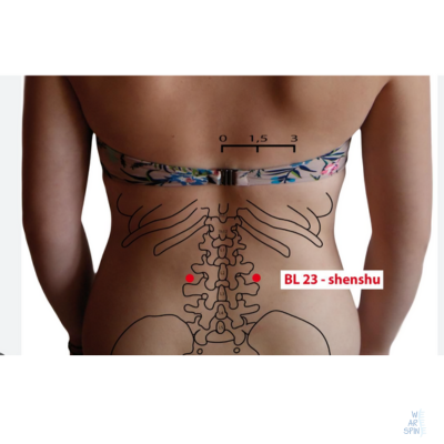 Location of BL23 point for addressing chronic lower back pain.